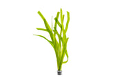 Aquatic plant Vallisneria Gigantea 'Rubra' by ACW with long, vibrant red-green leaves for freshwater aquariums.