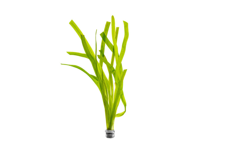 Aquatic plant Vallisneria Gigantea 'Rubra' by ACW with long, vibrant red-green leaves for freshwater aquariums.