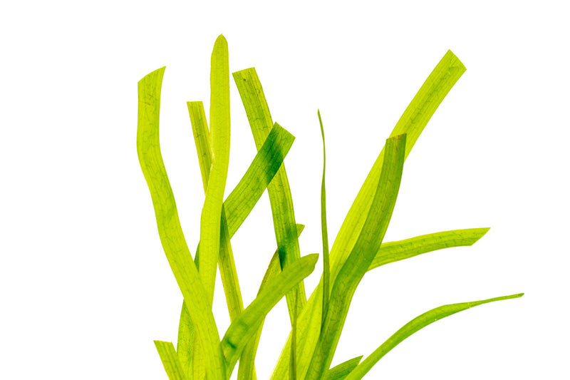 Vallisneria Gigantea 'Rubra' aquatic plant with tall, vibrant red-green leaves, suitable for freshwater aquariums.