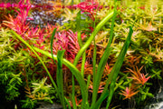 Healthy Vallisneria Gigantea 'Rubra' aquatic plant from ACW with vibrant red-tinted leaves, ideal for freshwater aquariums.