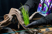 Vallisneria Nana Aquatic Plant - Buce Plant