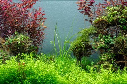 Vallisneria Nana