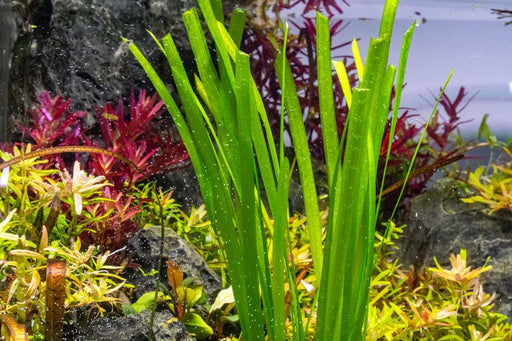 Healthy Vallisneria Spiralis aquatic plant from ACW with long green leaves ideal for freshwater aquariums.