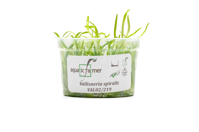 Vallisneria Spiralis Aquatic Farmer Tissue Culture Aquatic Plant - Buce Plant