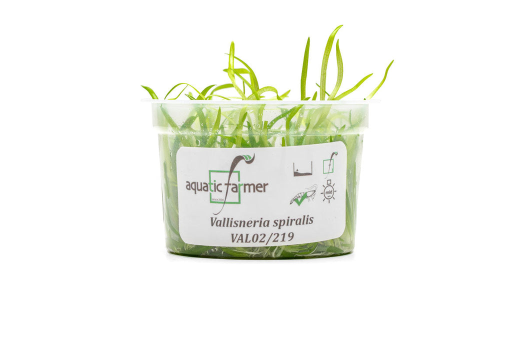 Vallisneria Spiralis Aquatic Farmer Tissue Culture