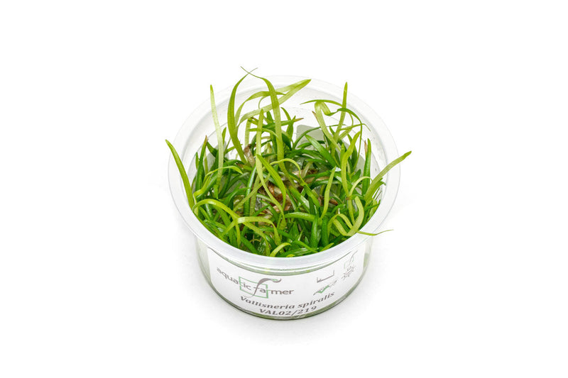 Vallisneria Spiralis Aquatic Farmer Tissue Culture Aquatic Plant - Buce Plant