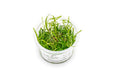 Vallisneria Spiralis Aquatic Farmer Tissue Culture