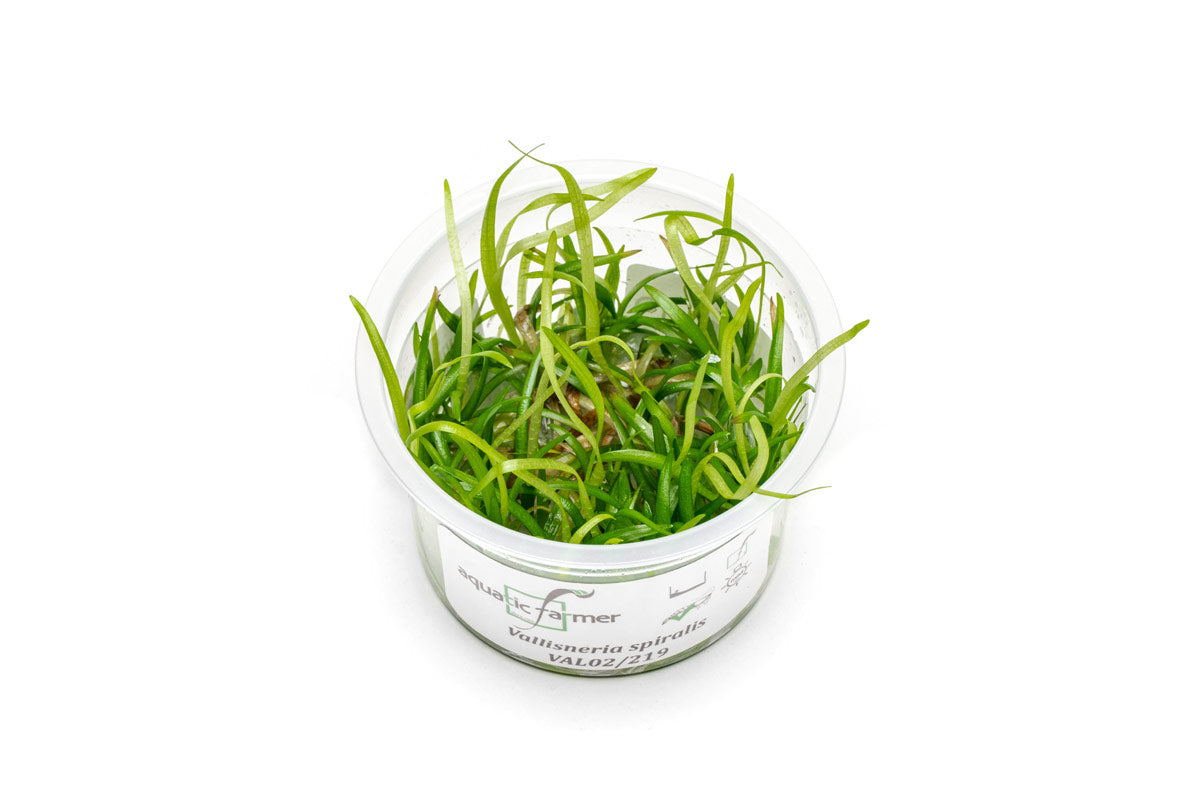 Vallisneria Spiralis Aquarium Plant