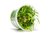 Vallisneria Spiralis Aquatic Farmer Tissue Culture Aquatic Plant - Buce Plant