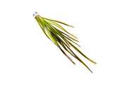 Vallisneria Spiralis Leopard Aquatic Plant - Buce Plant