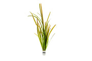 Vallisneria Spiralis Leopard Aquatic Plant - Buce Plant