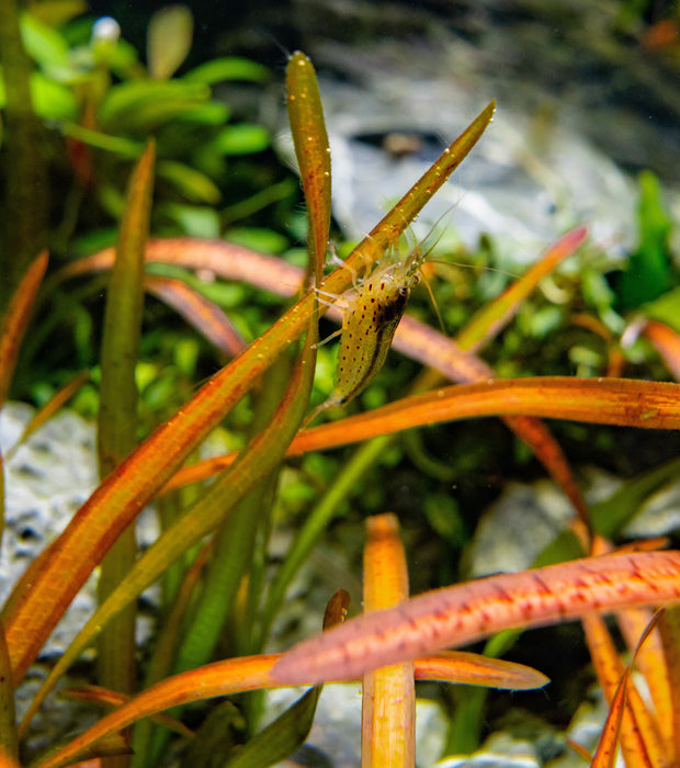 Vallisneria Spiralis Leopard