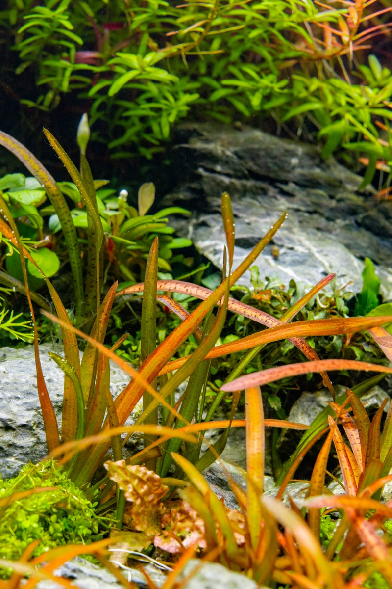 Vallisneria Spiralis Leopard Aquatic Plant - Buce Plant