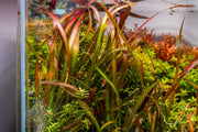 Vallisneria Spiralis Leopard Aquatic Plant - Buce Plant