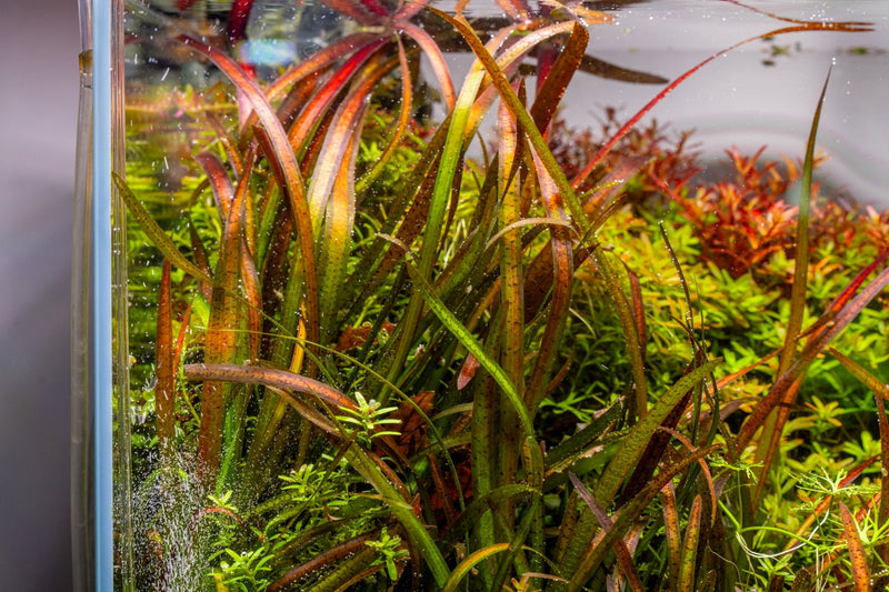 Vallisneria Spiralis Leopard Aquatic Plant - Buce Plant