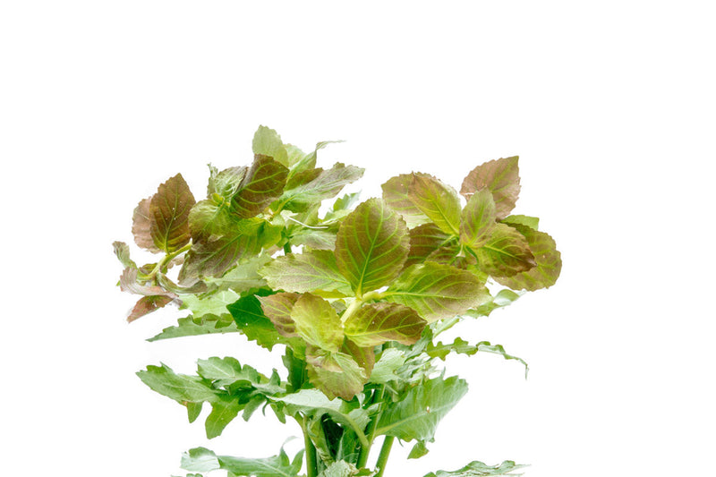 Water Wisteria/Hygrophila Difformis Aquatic Plant - Buce Plant