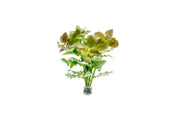 Water Wisteria/Hygrophila Difformis Aquatic Plant - Buce Plant