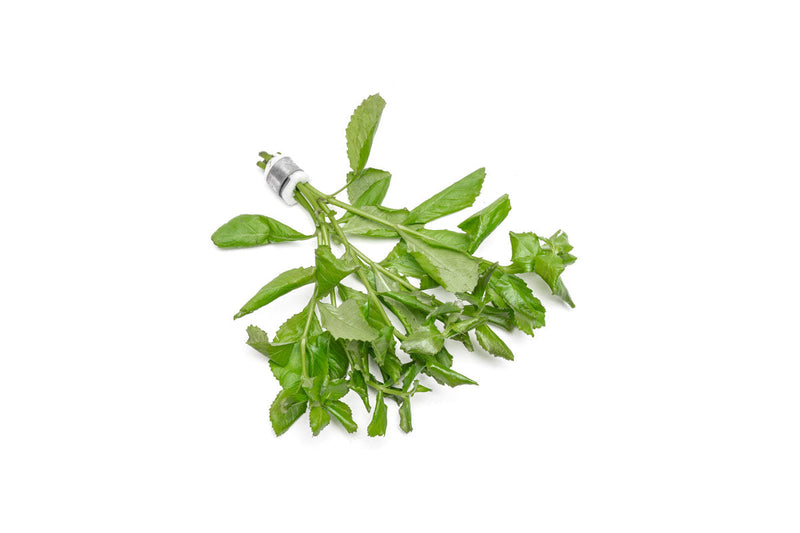 Water Wisteria/Hygrophila Difformis Aquatic Plant - Buce Plant