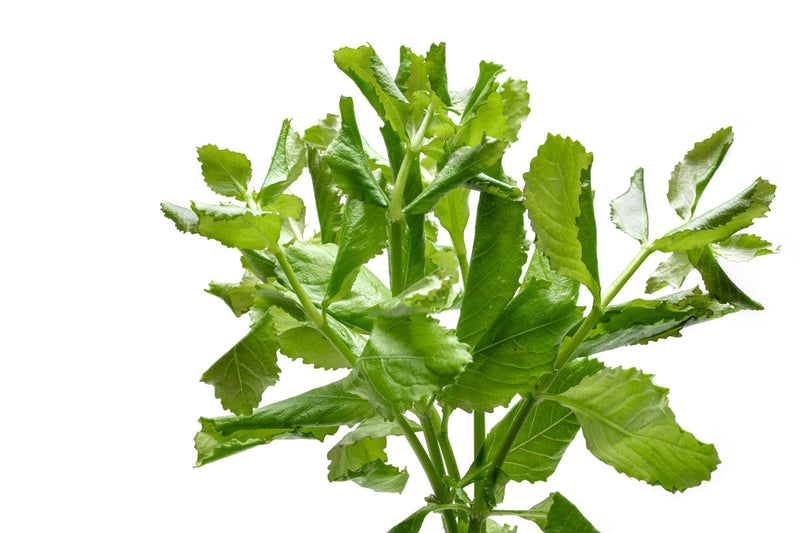 Water Wisteria/Hygrophila Difformis Aquatic Plant - Buce Plant