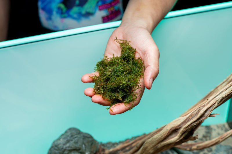 Bright green BUCE Weeping Moss, with long, drooping strands, ideal for terrariums and decorative plant displays.