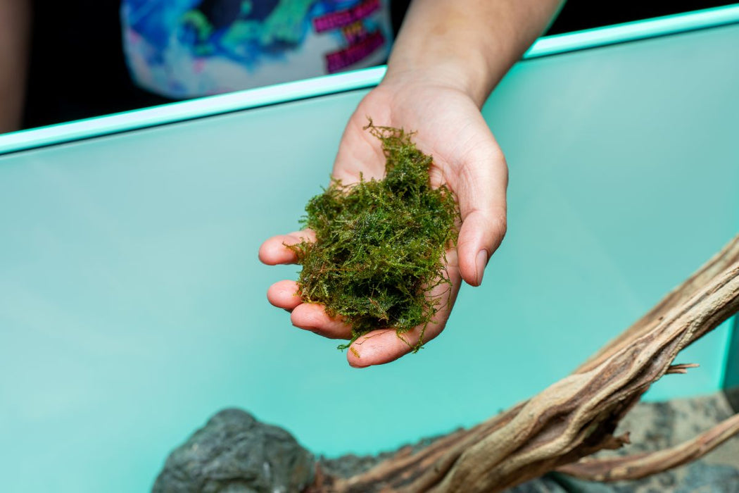 Bright green BUCE Weeping Moss, with long, drooping strands, ideal for terrariums and decorative plant displays.