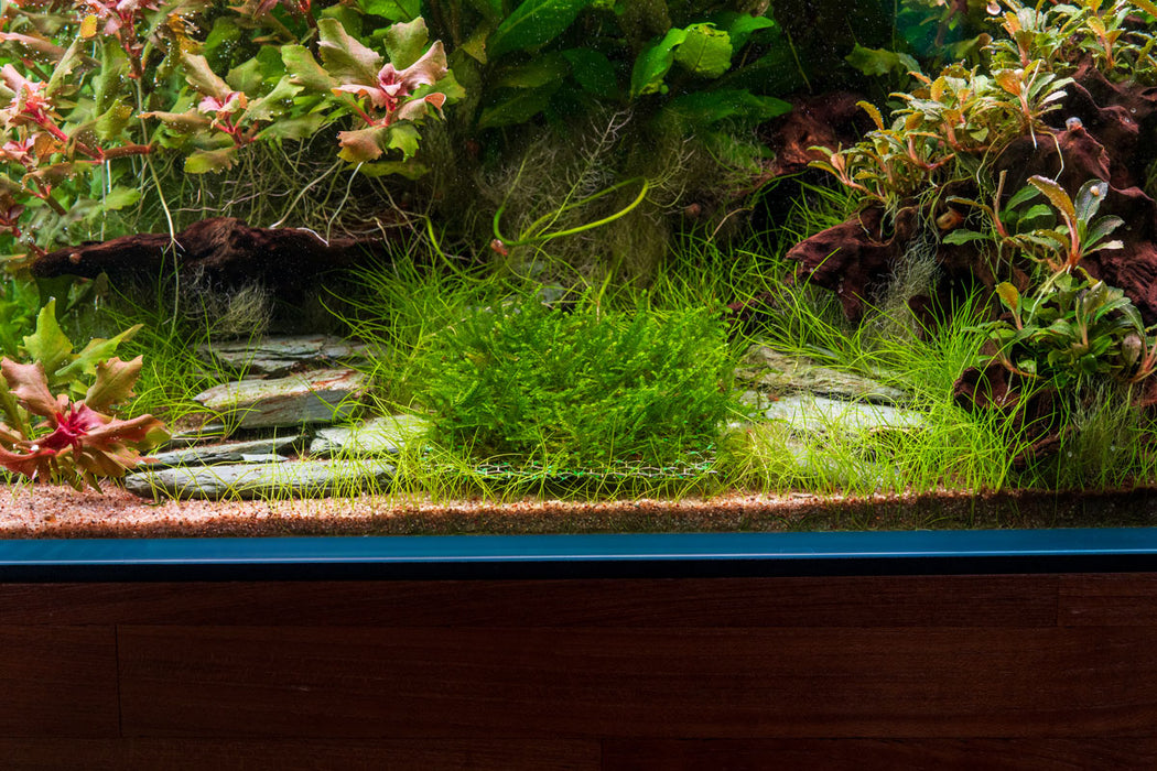 Weeping Moss on Stainless Steel