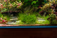 Weeping Moss on Stainless Steel