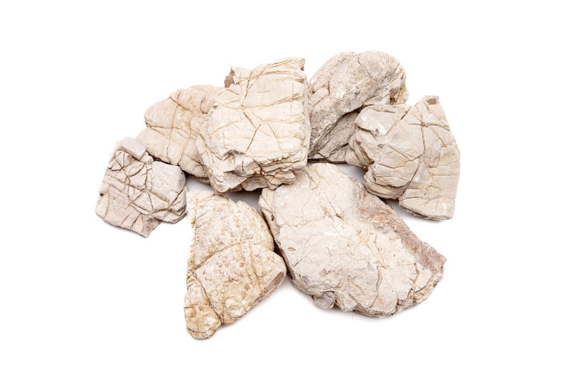 White Elephant Skin Stone Stone - Buce Plant