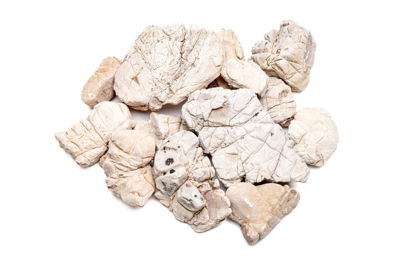 White Elephant Skin Stone Stone - Buce Plant