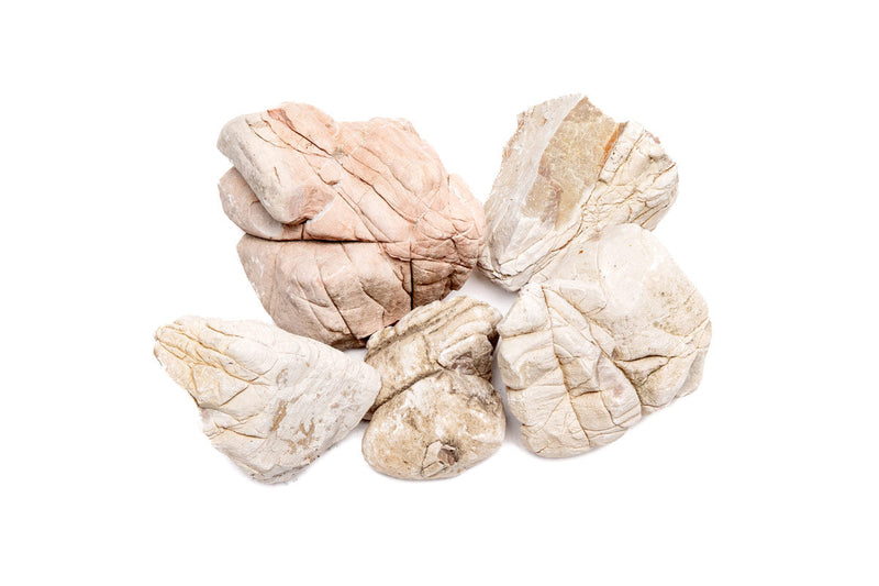 White Elephant Skin Stone Stone - Buce Plant