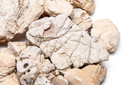 White Elephant Skin Stone Stone - Buce Plant