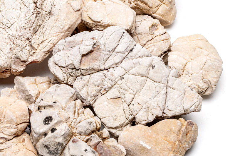 White Elephant Skin Stone Stone - Buce Plant
