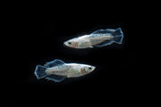 White Galaxy Long Fin Medaka Rice Fish, a small freshwater fish with long fins and white galaxy pattern, by CT.