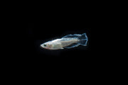 White Galaxy Long Fin Medaka Rice Fish swimming in an aquarium, showcasing its elegant long fins and vibrant white coloration.