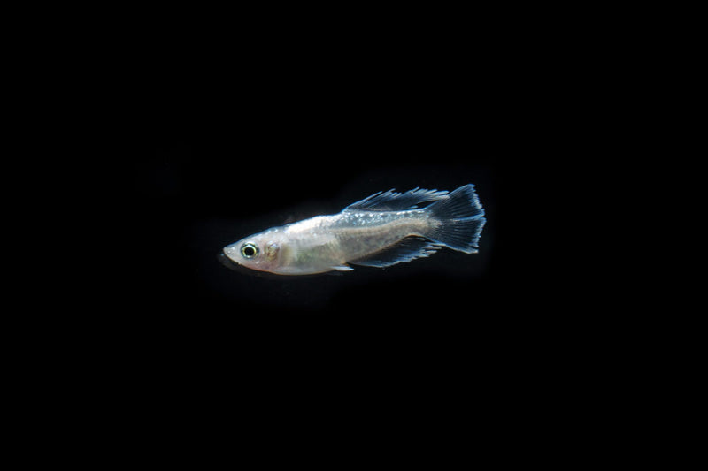 White Galaxy Long Fin Medaka Rice Fish swimming in an aquarium, showcasing its elegant long fins and vibrant white coloration.