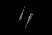 White Galaxy Long Fin Medaka rice fish, a small freshwater fish with long fins, from the CT brand, shown in an aquatic environment.