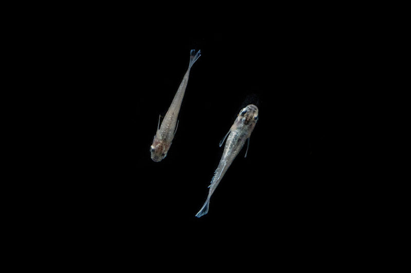 White Galaxy Long Fin Medaka rice fish, a small freshwater fish with long fins, from the CT brand, shown in an aquatic environment.