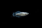White Galaxy Long Fin Medaka Rice Fish, a small freshwater fish with long fins and iridescent white coloration, by CT.