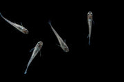 White Galaxy Long Fin Medaka Rice Fish, vibrant white fish with long fins swimming in an aquarium.