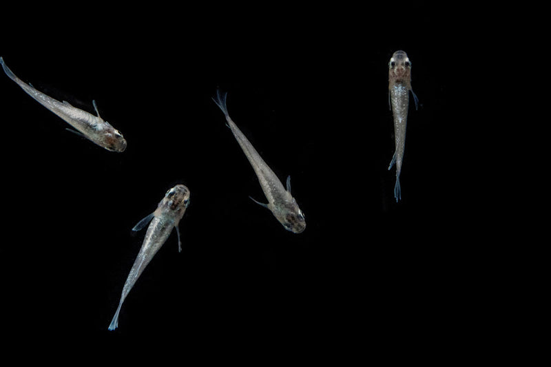 White Galaxy Long Fin Medaka Rice Fish, vibrant white fish with long fins swimming in an aquarium.