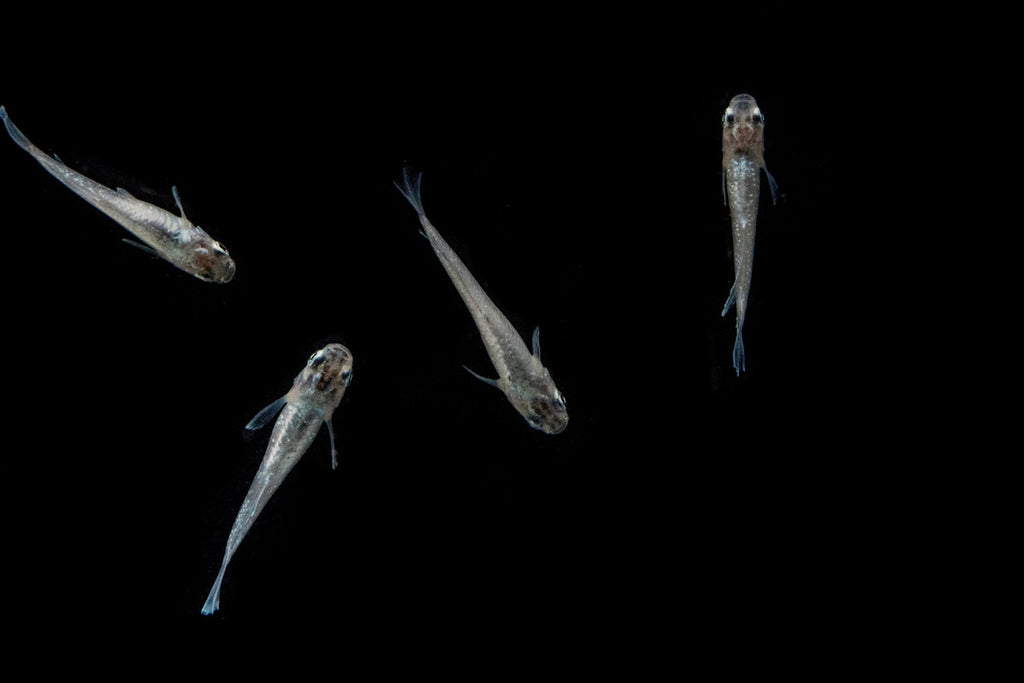 White Galaxy Long Fin Medaka Rice Fish