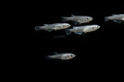 White Medaka rice fish swimming in a clear tank, showcasing its small white body and distinctive features, from JA brand.