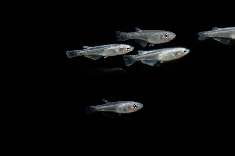 White Medaka rice fish swimming in a clear tank, showcasing its small white body and distinctive features, from JA brand.