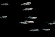 White Medaka rice fish, a small freshwater fish with white coloration, from the JA brand, shown swimming in an aquatic environment.