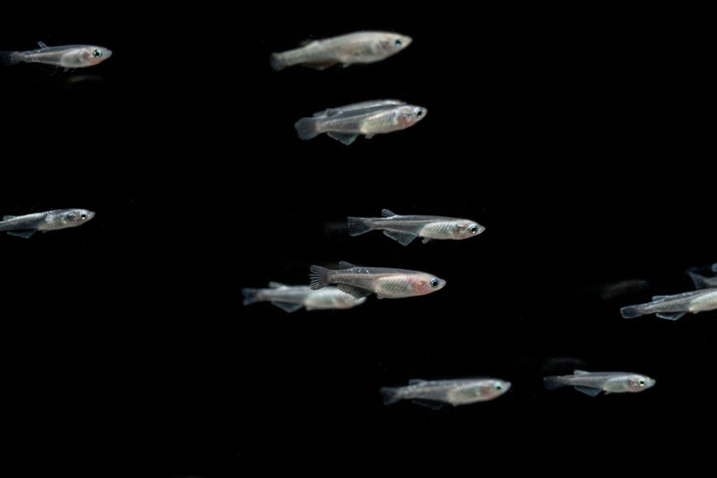 White Medaka rice fish, a small freshwater fish with white coloration, from the JA brand, shown swimming in an aquatic environment.