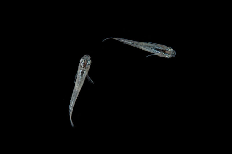 White Medaka rice fish swimming in a tank, showcasing its small size and distinctive white coloration, from the JA brand.