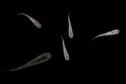White Medaka rice fish from JA, small freshwater fish with white coloration, swimming in an aquarium.