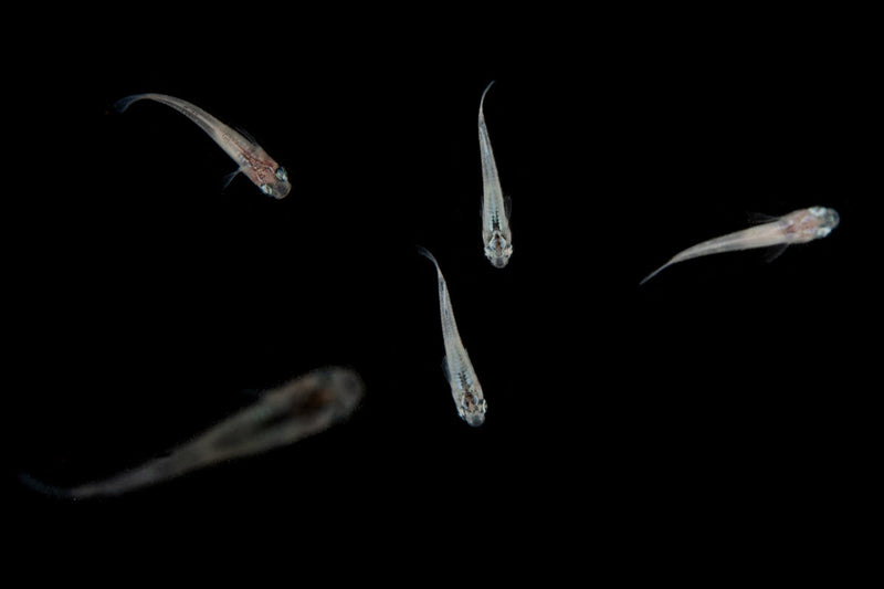 White Medaka rice fish from JA, small freshwater fish with white coloration, swimming in an aquarium.