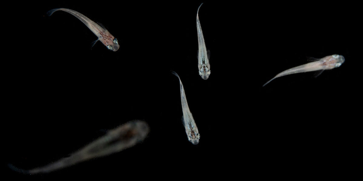 White Medaka Rice Fish - Planted Aquarium and Community Tanks — Buce Plant