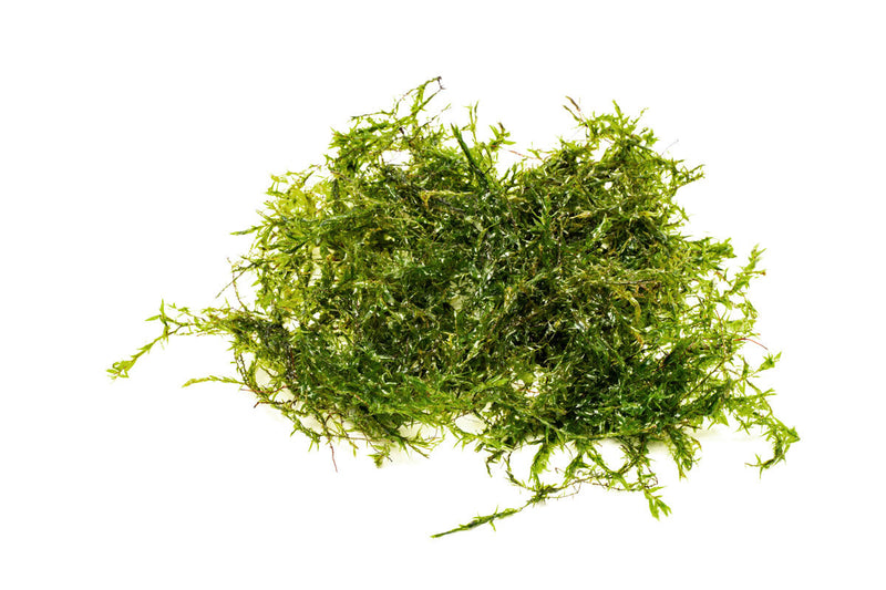 Willow Moss Moss - Buce Plant